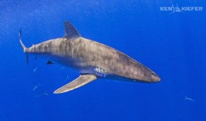 Silky Shark in the sun. by Ken Kiefer 